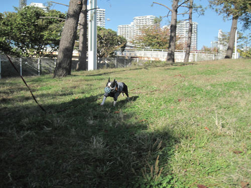 20091115_rinkopark03.jpg