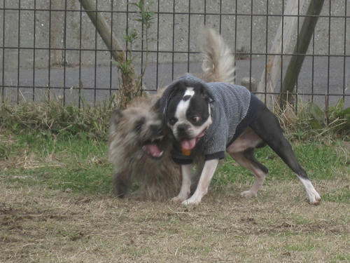 20091205_jonanjima03.jpg