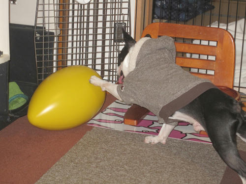 20091229_Egg01.jpg