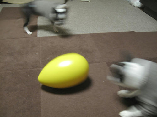20091229_Egg02.jpg