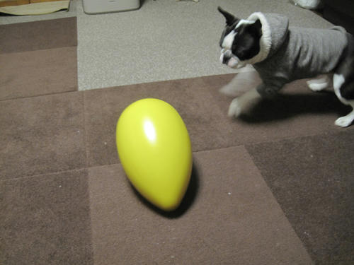 20091229_Egg03.jpg