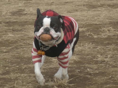 20091229_jonanjima05.jpg