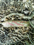 0903211256.JPG