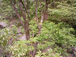0906071430_1.JPG