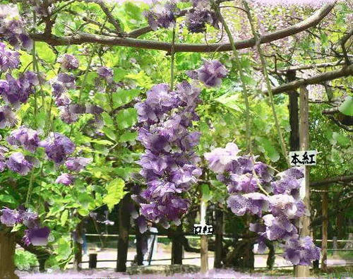 i-f11-kasugakuro.jpg