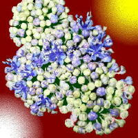 i-ajisai9-ro.jpg
