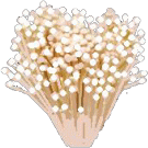 enoki.gif