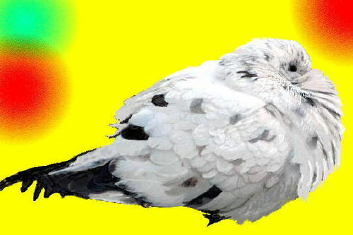 i-2d-hato4.jpg