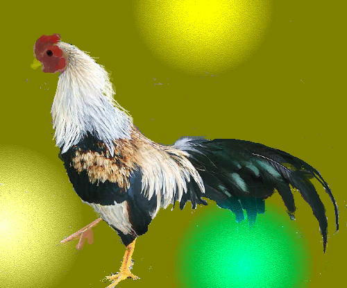 i-d4-koe.jpg