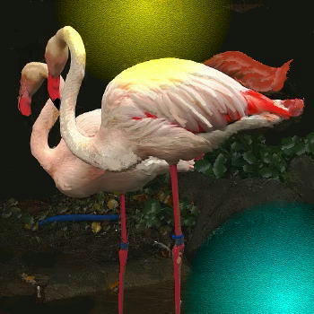 i-d6-furamingo3.jpg