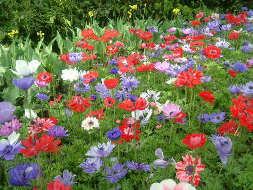 i-ha3-anemone5-f.jpg