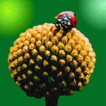 i-d2-tentou-k.jpg