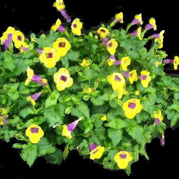 i-ha5-torenia5.jpg