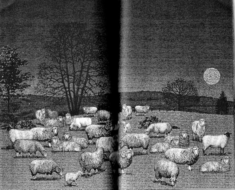 羊を数えて眠る本