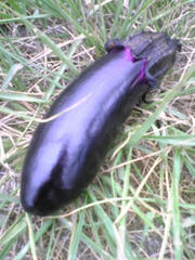 080709_102007.jpg