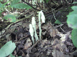P1020087.JPG