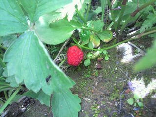 P1020081.JPG