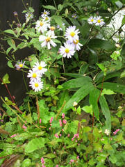 2010092309330000.jpg