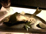 20080810185017.jpg