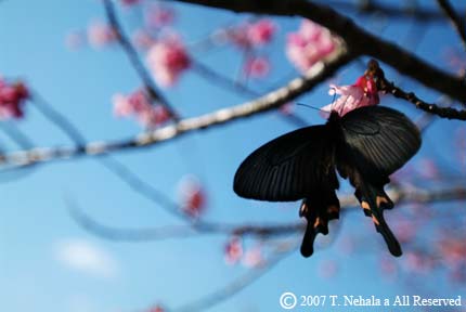 桜と蝶