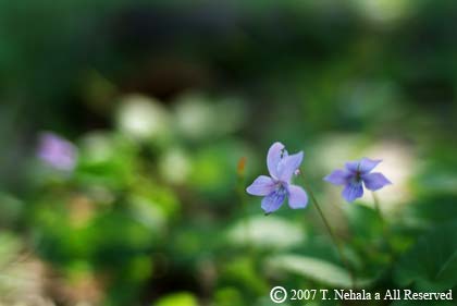 小さな花