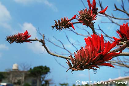 でいごの花