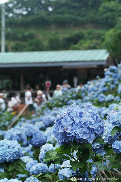 よへな紫陽花園