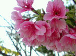沖縄桜