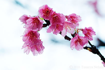 雨桜