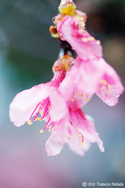 桜の花と雨粒