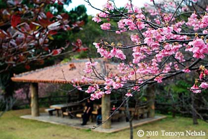 赤瓦と桜