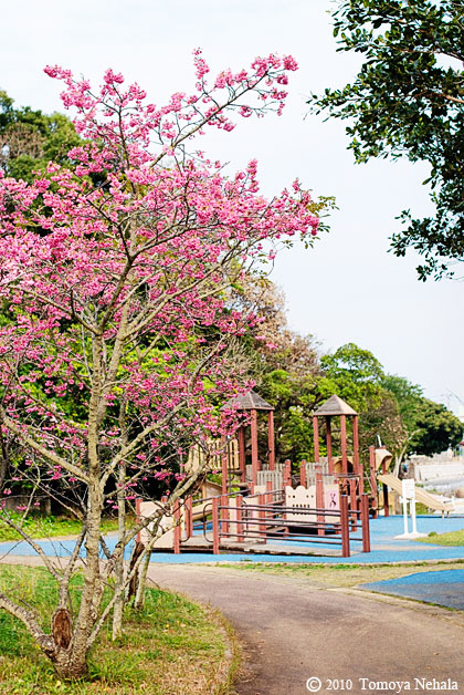 沖縄桜 in  八重島公園