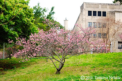 沖縄桜 in  八重島公園