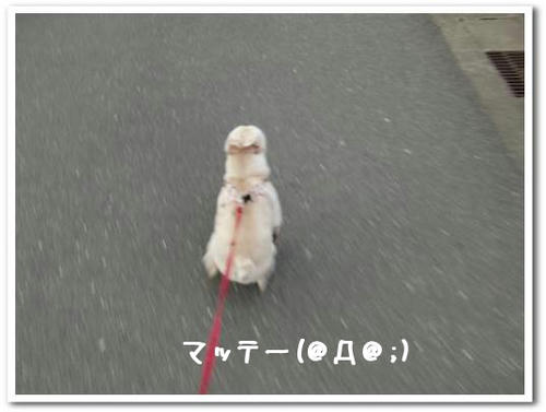 走るブタ