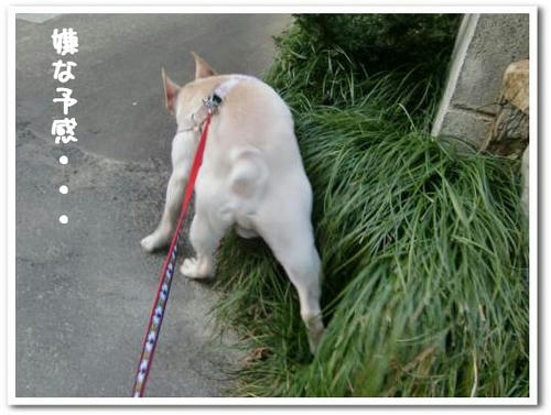 臭いをかぐとの