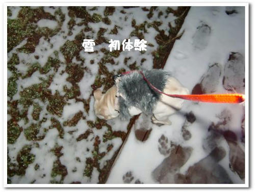雪は食べるとおなかこわします