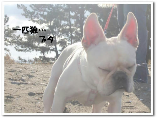 せつないでがんす