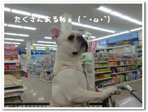 見つからな～い