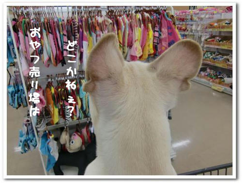 目的が違うんですよ…