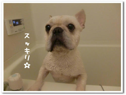 シャンプーしたては一層可愛い
