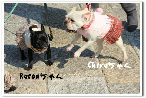Rucoaちゃん&Cheruちゃん