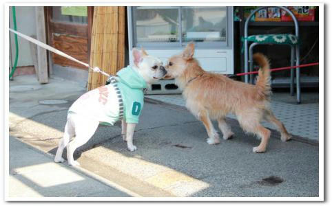 桜次郎くん&看板犬くん