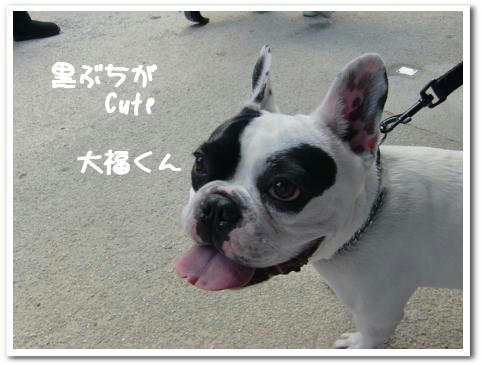 優しそうな大福