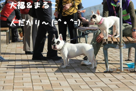 大人気フレンチ軍団
