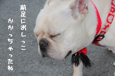嘆くおバカ犬