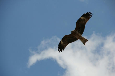 Black kite