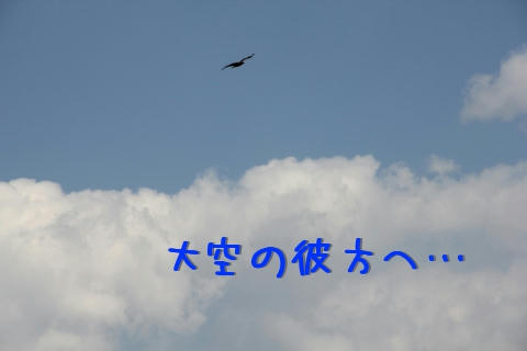 Black kite