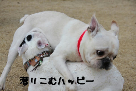 との優勢か!?ハッピーに秘策あり!?