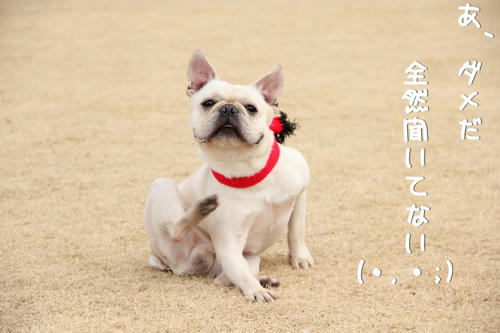 ぽりぽり…ん？なにかねぇ？