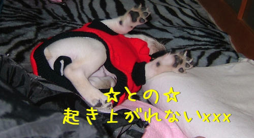ちゃい…？あ、おとのさんですか(・。・;